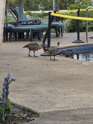 Hawaiian Goose