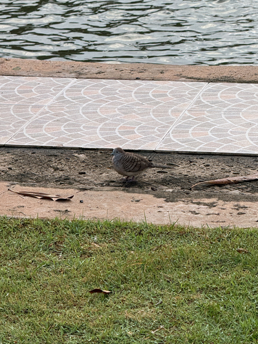Zebra Dove