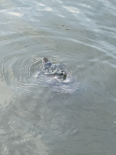 Pond Slider