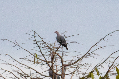 Ducula pinon observed 2026-07-18