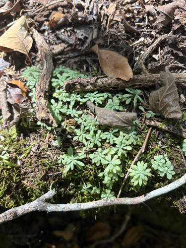 Sedum nevii