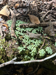 Sedum nevii