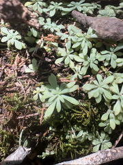 Sedum nevii, photograph author not stated, no rights reserved