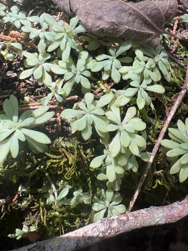 Sedum nevii, photograph 2