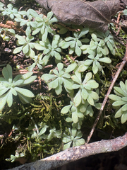 Sedum nevii, photograph author not stated, no rights reserved