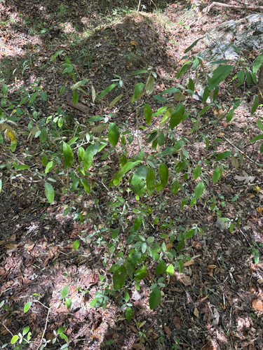 Croton alabamensis, photograph 3