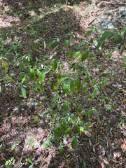 author not stated, no rights reserved Croton alabamensis, photograph author not stated, no rights reserved