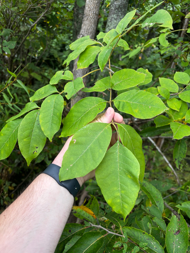 Fraxinus profunda