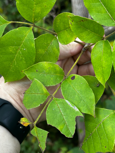 Fraxinus profunda, photograph 5