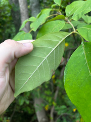 Fraxinus profunda, photograph (c) Chris Stahl, some rights reserved (CC BY)
