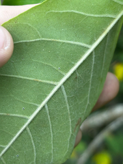 Fraxinus profunda, photograph (c) Chris Stahl, some rights reserved (CC BY)