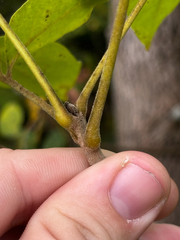 Fraxinus profunda, photograph (c) Chris Stahl, some rights reserved (CC BY)