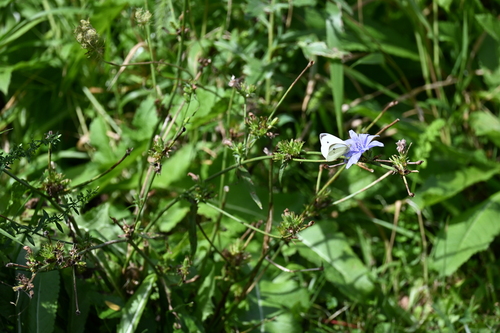 Small White