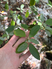 Croton alabamensis