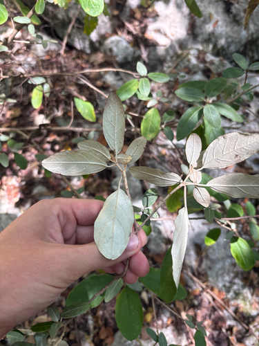 Croton alabamensis, photograph 2