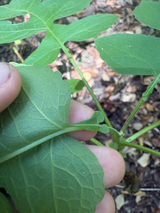 Polymnia canadensis, photograph author not stated, no rights reserved