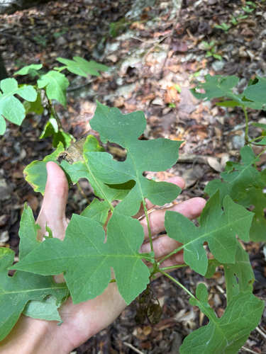 Polymnia canadensis, photograph 5