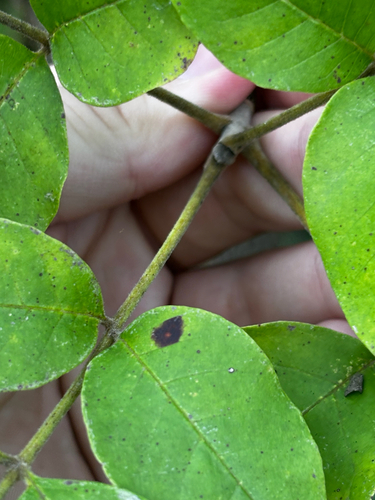 Fraxinus profunda, photograph 4