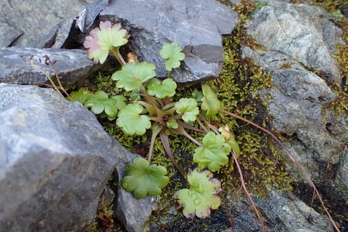 Romanzoffia sitchensis observed 2026-09-06