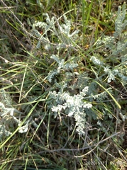 Artemisia nitrosa