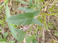 Convolvulus arvensis