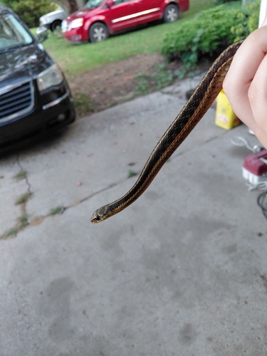Eastern Garter Snake