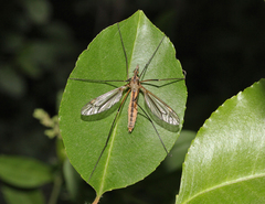 Tipula vernalis