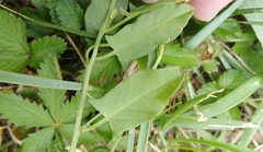 Convolvulus arvensis
