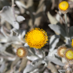 Anemocarpa podolepidium