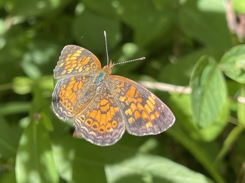 Pearl Crescent