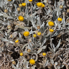 Anemocarpa podolepidium