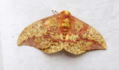 Eacles imperialis pini