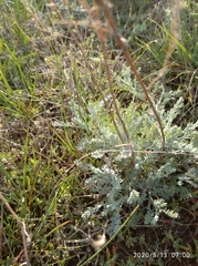 Artemisia nitrosa