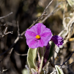 Solanum ellipticum