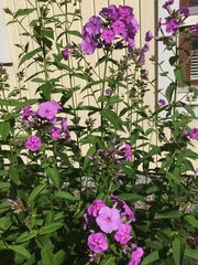 Phlox paniculata