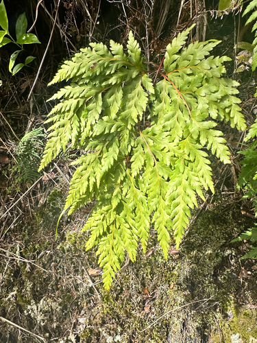 Loxsoma cunninghamii observed 2026-09-12