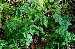 Angelica californica
