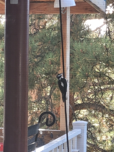 Hairy Woodpecker