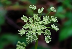 Angelica californica