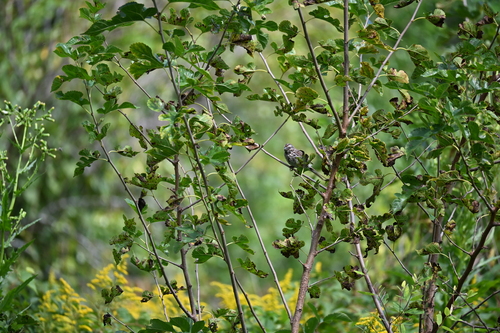 Song Sparrow