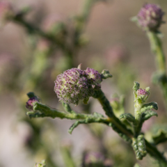 Pterocaulon sphacelatum