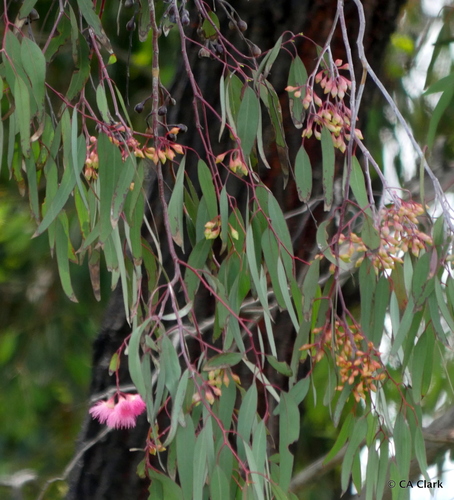 Eucalyptus sideroxylon