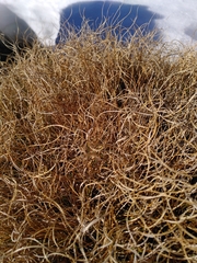 Chionochloa crassiuscula