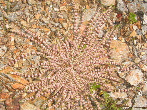Illecebrum verticillatum, photograph 3