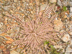 (c) zebedeugalinha, some rights reserved (CC BY) Illecebrum verticillatum, photograph (c) zebedeugalinha, some rights reserved (CC BY)