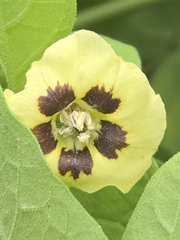 Physalis walteri