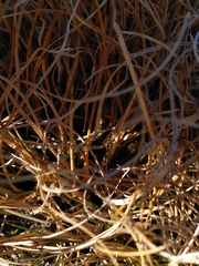 Chionochloa crassiuscula