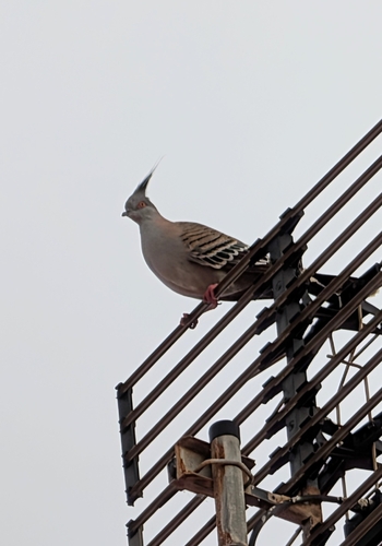 Crested Pigeon