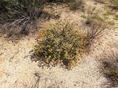 Senna covesii, photograph (c) Bruce Hartman, some rights reserved (CC BY)