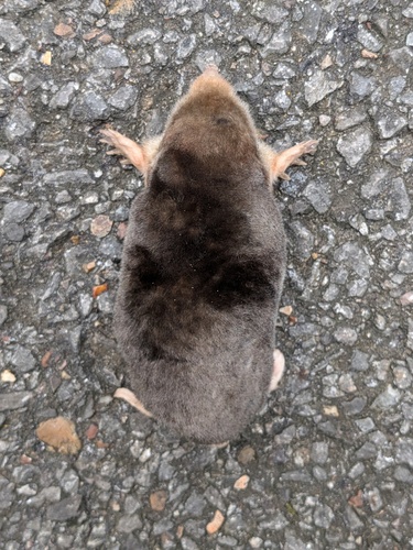Eastern Mole observed by kzoebel